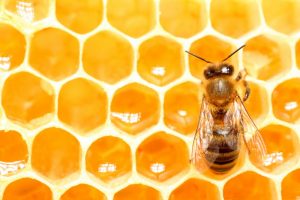 honey-bee