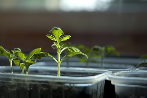 tomatoes-2218963_1920-1024x683